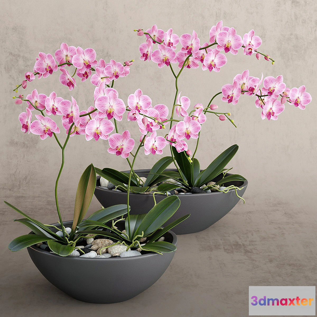 650133 - Orchid - No.13