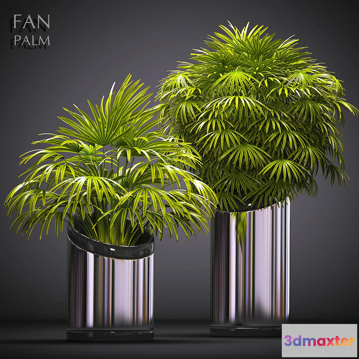 650157 - FAN PALM 53