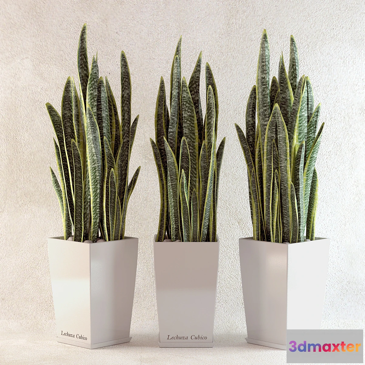 650163 - sansevieriya