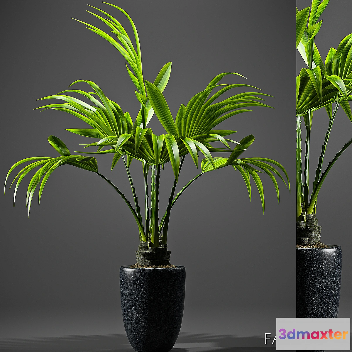 650169 - FAN PALM 52