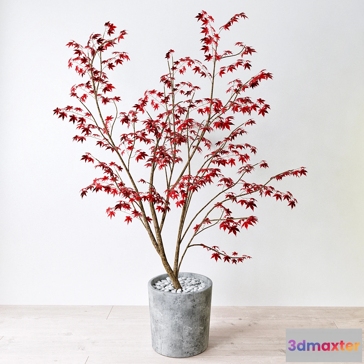 650213 - Krasnolistnyh Maple (Maple tree)