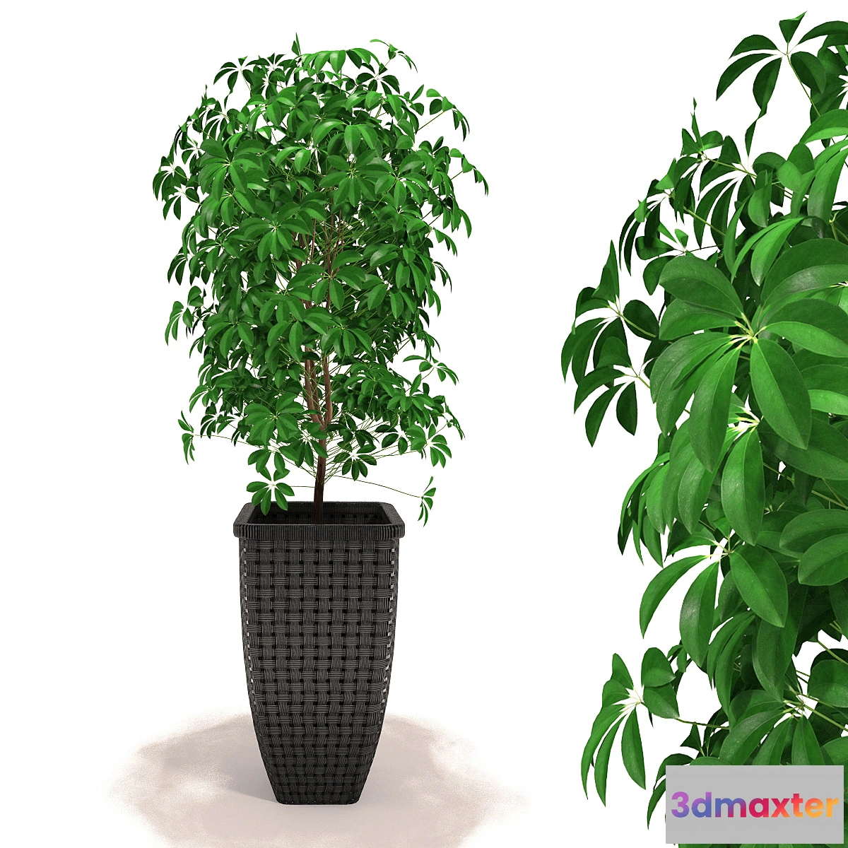 650233 - Scheffler - Schefflera