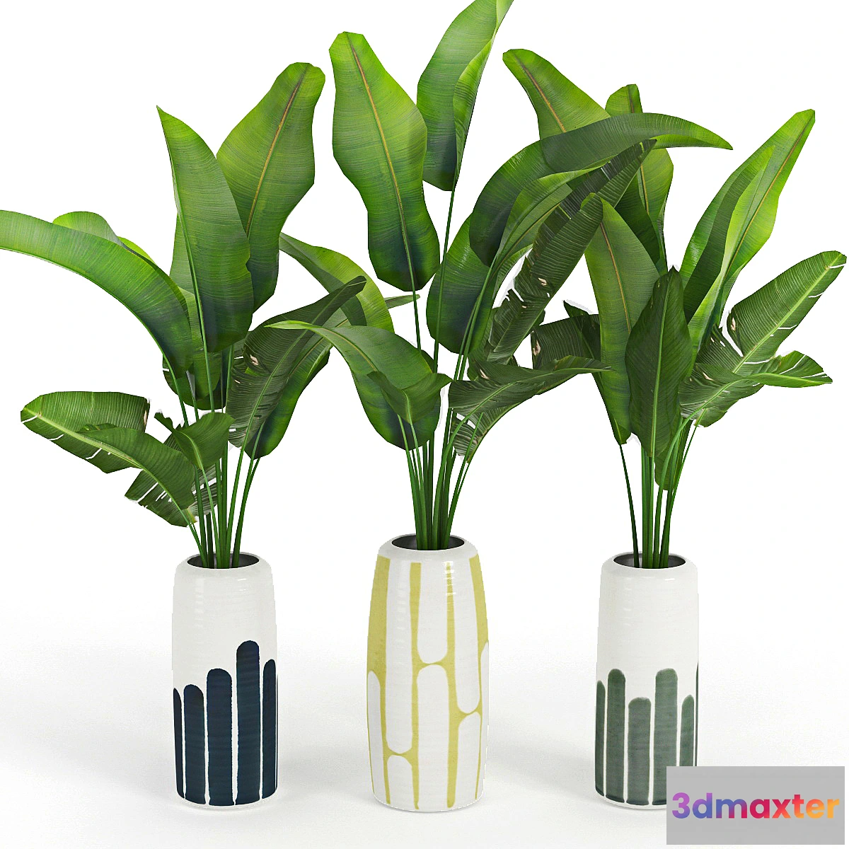 650237 - Banana_Palm_Striped_Tall_Vase