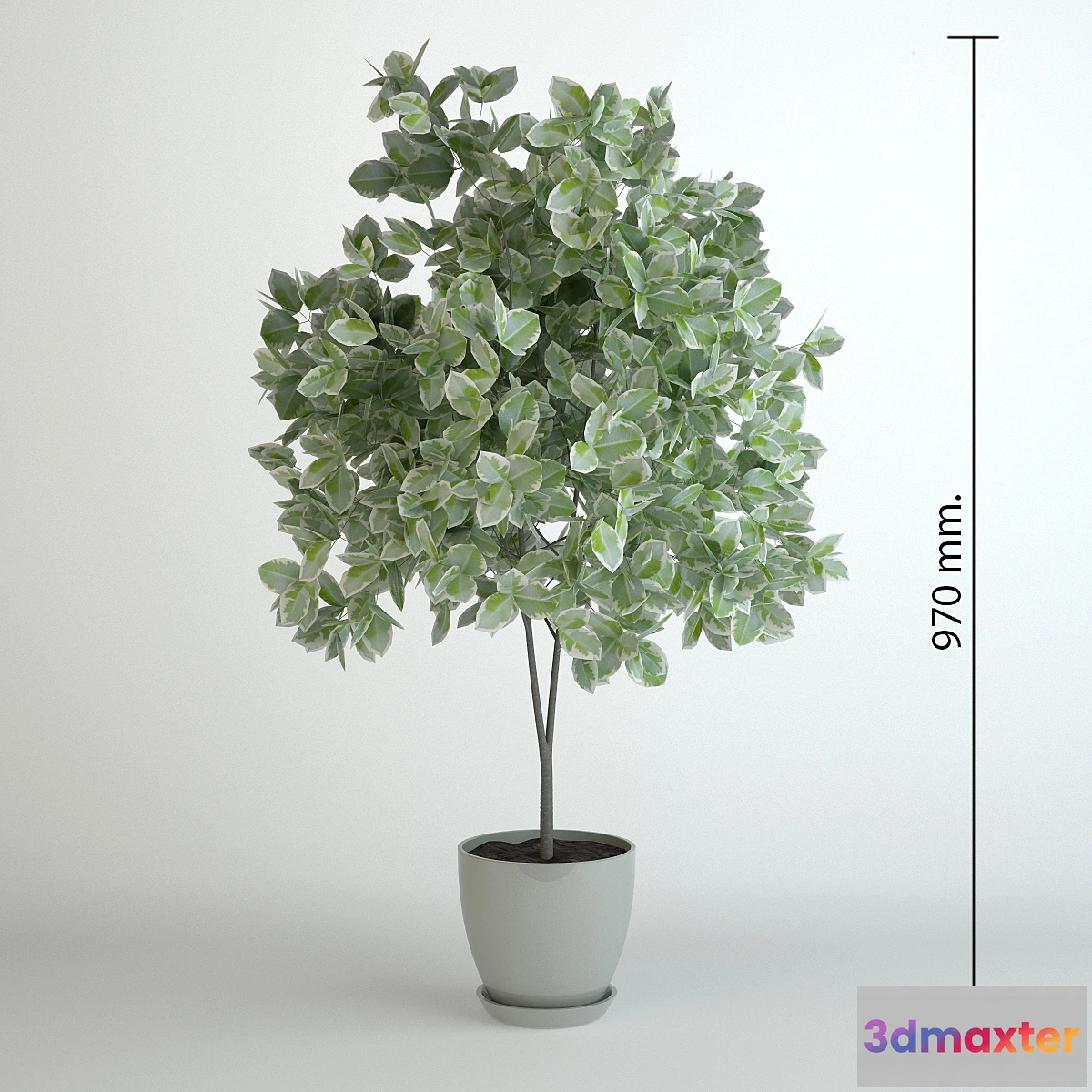 650281 - Fikus Benjamin