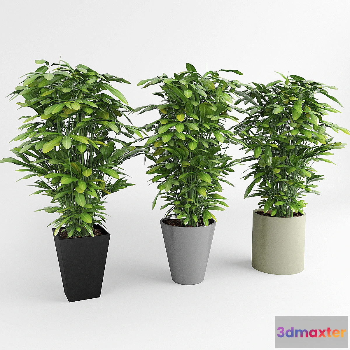 653059 - Indoor ornamental plants