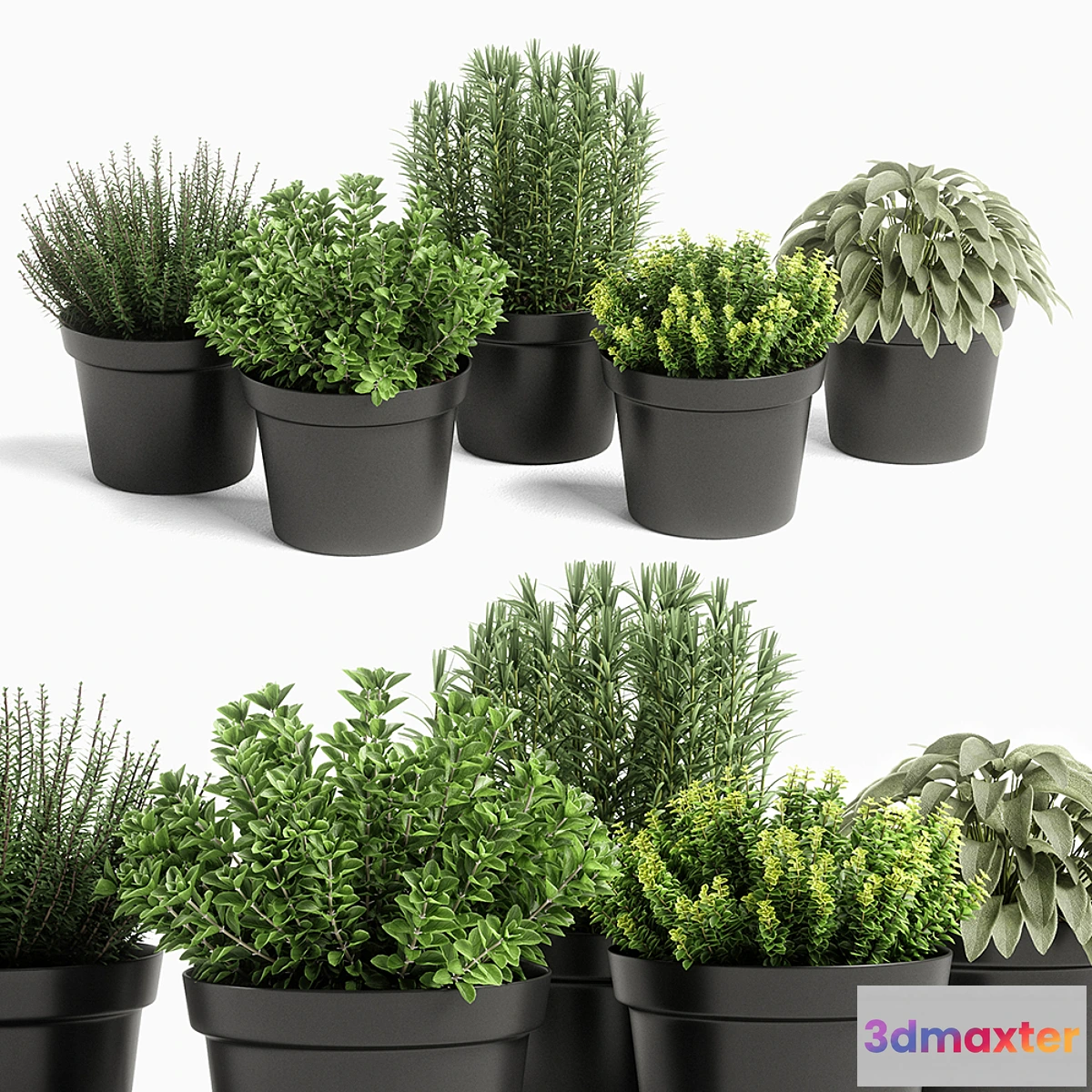 654639 - plants set 05