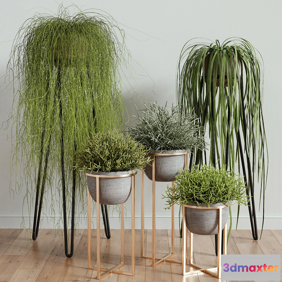 654993 - RHIPSALIS Set 02 - No.2