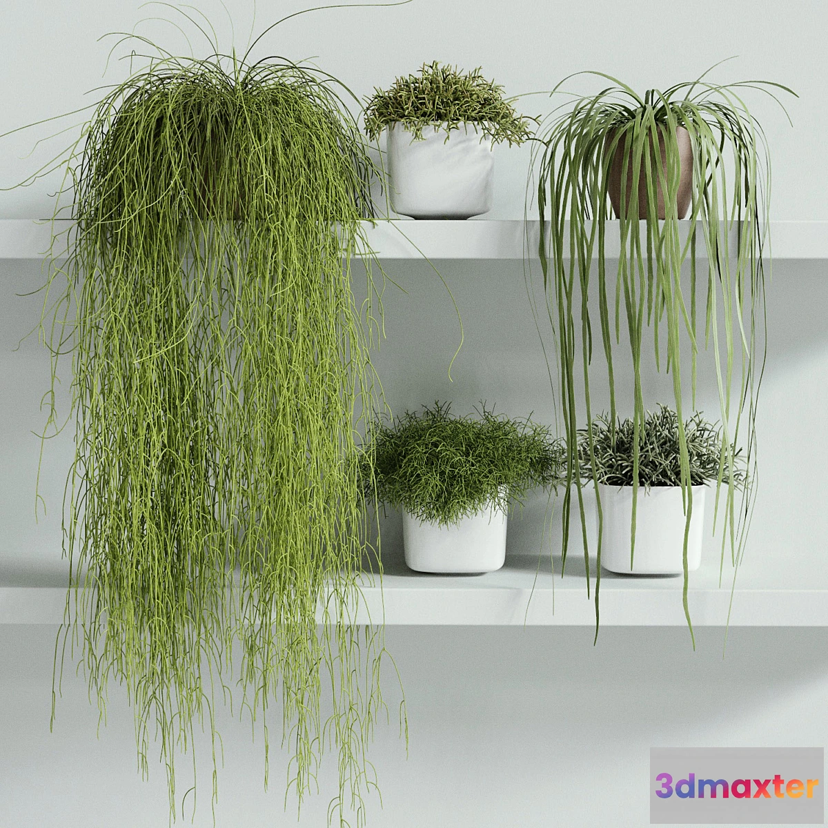 654995 - RHIPSALIS Set 01