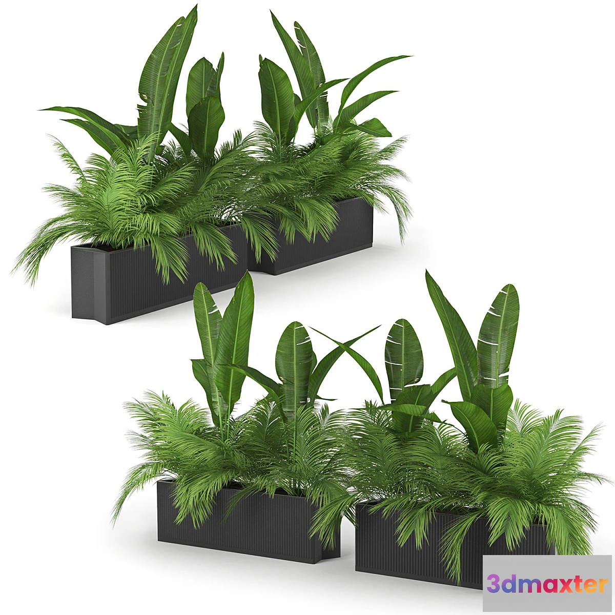 655013 - Flowerbed Palm Two