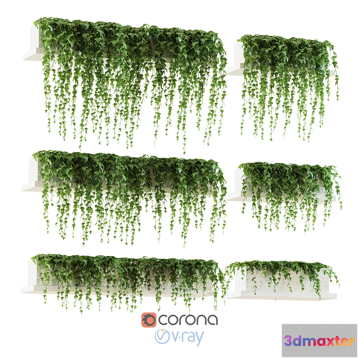 662663 - Ivy for shelves - No.2