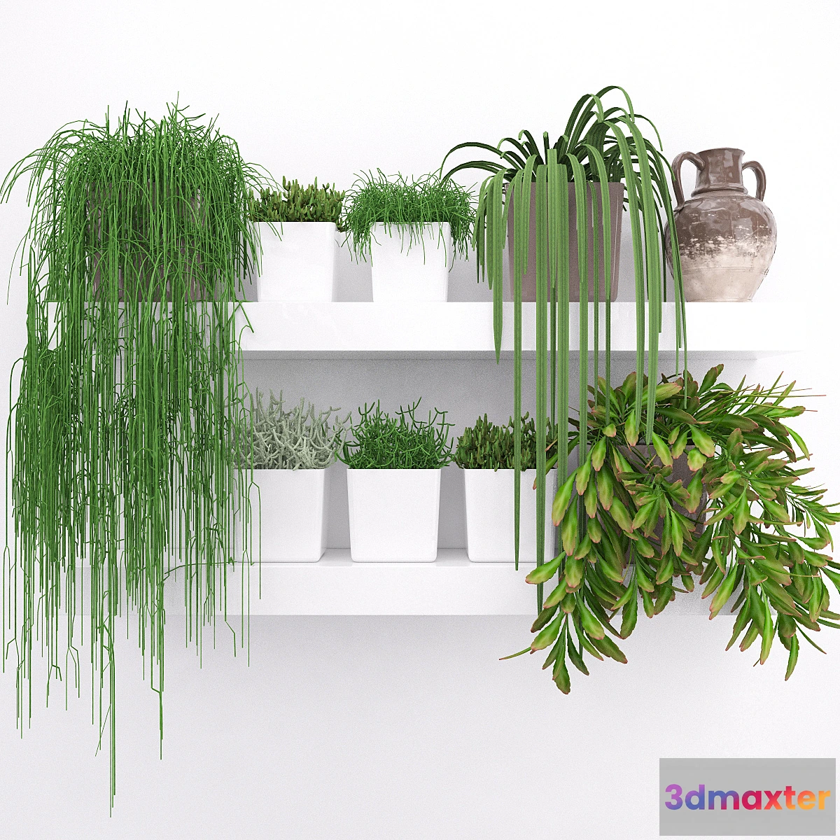 662933 - Set of succulents - ripsalis