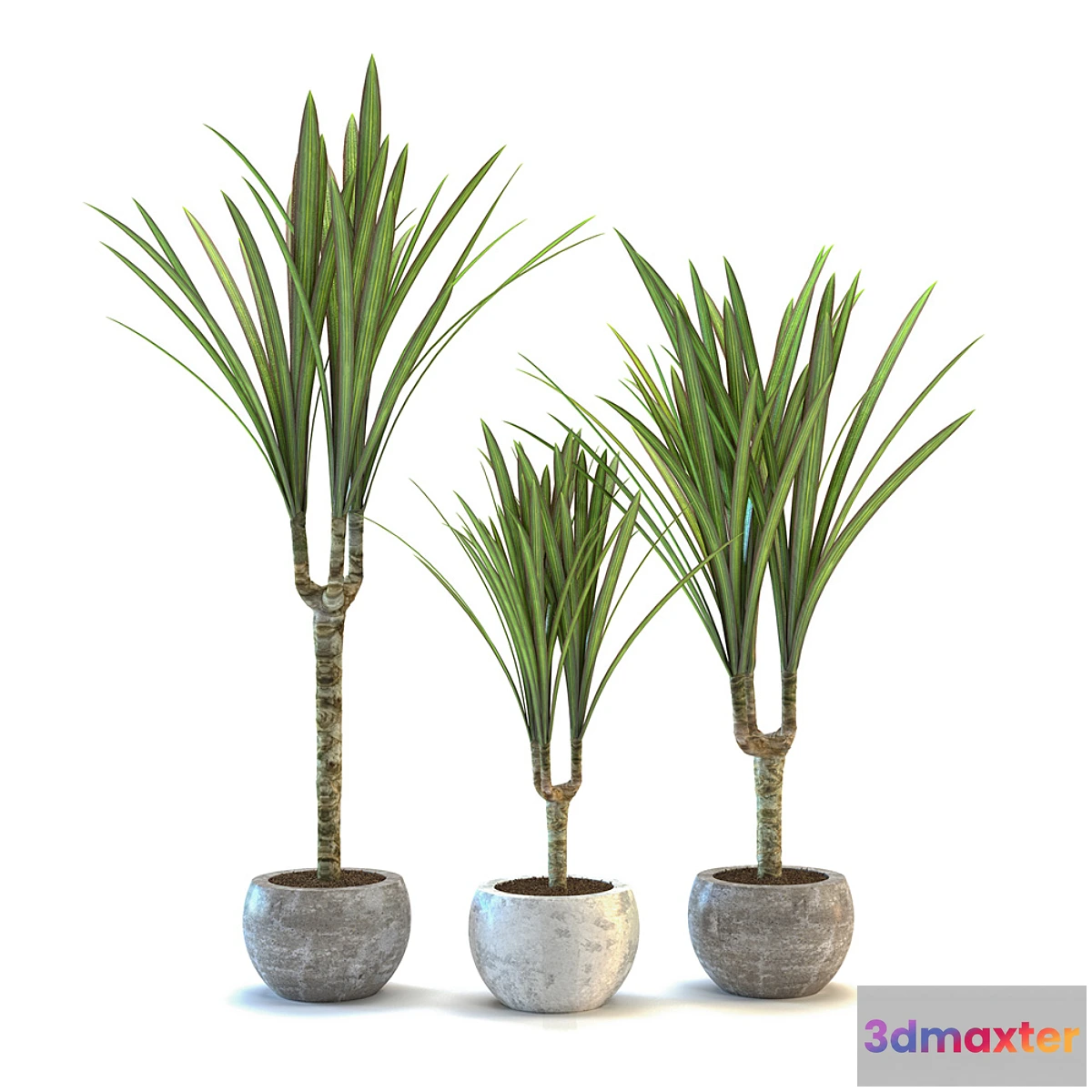 662997 - Dracaena fringed