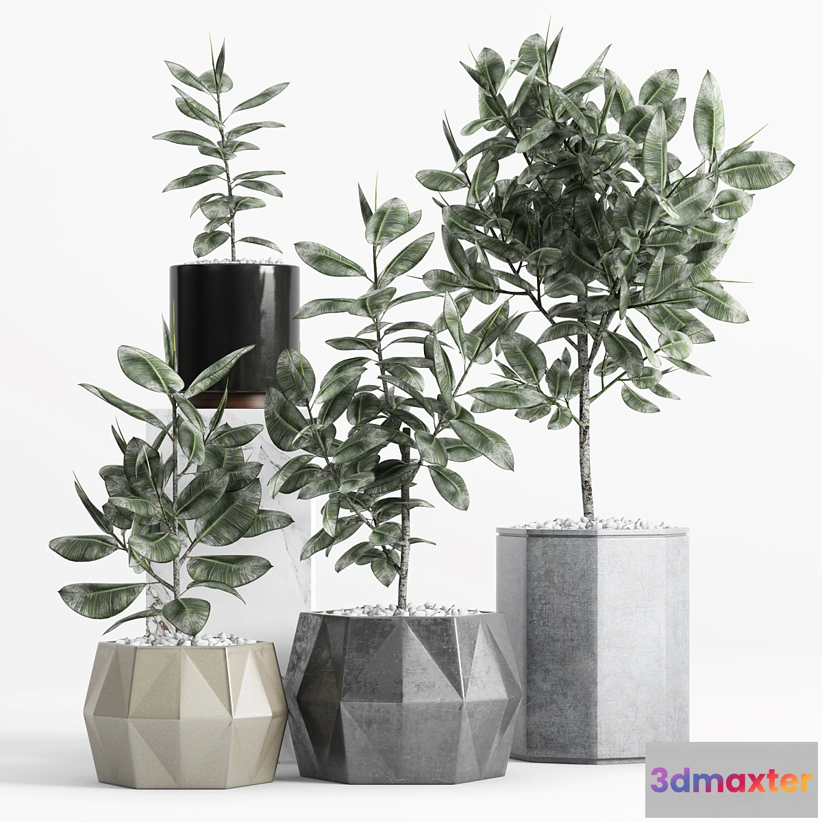 662999 - Plants and Planters _9 (Ficus Elastica) - No.2