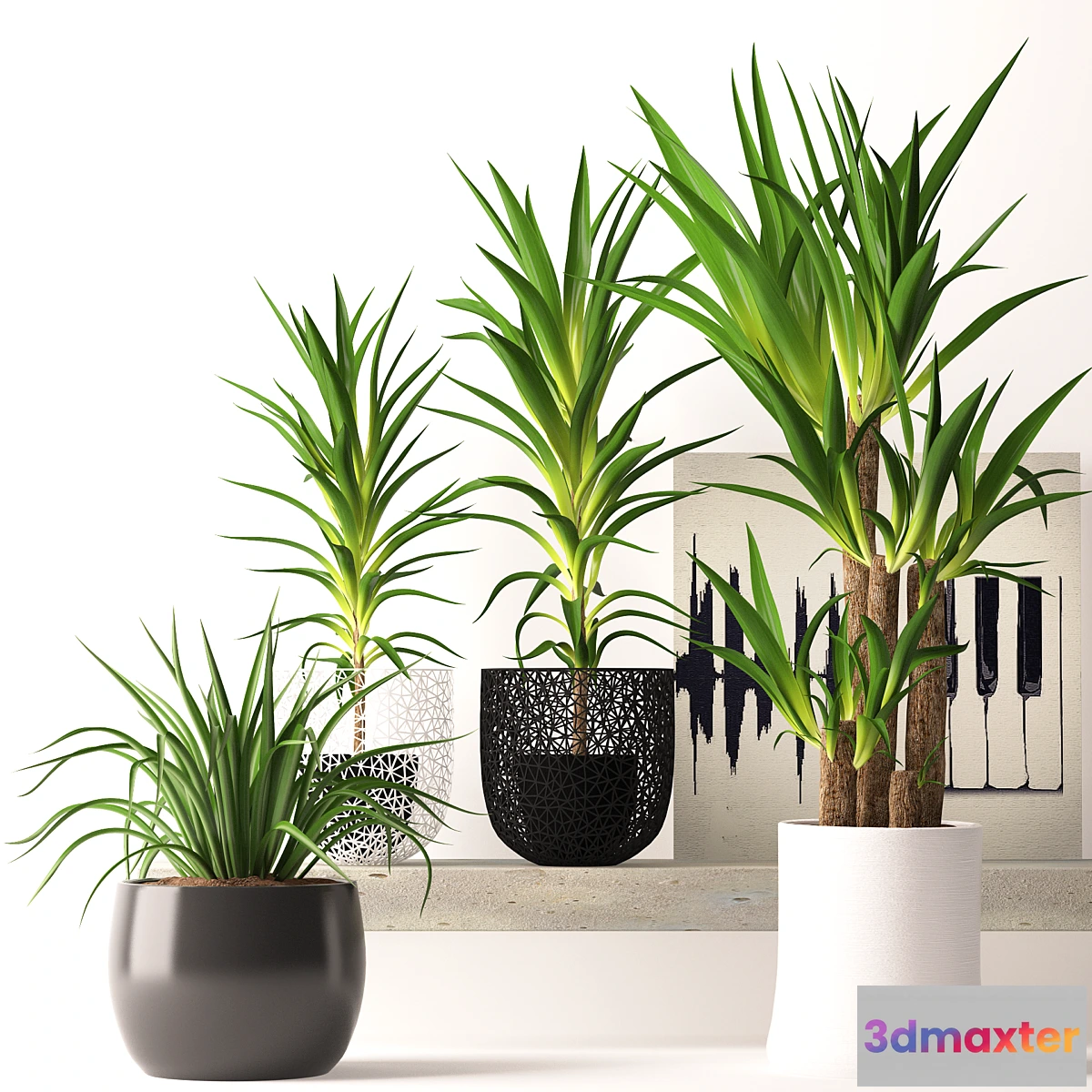 667193 - Houseplant set