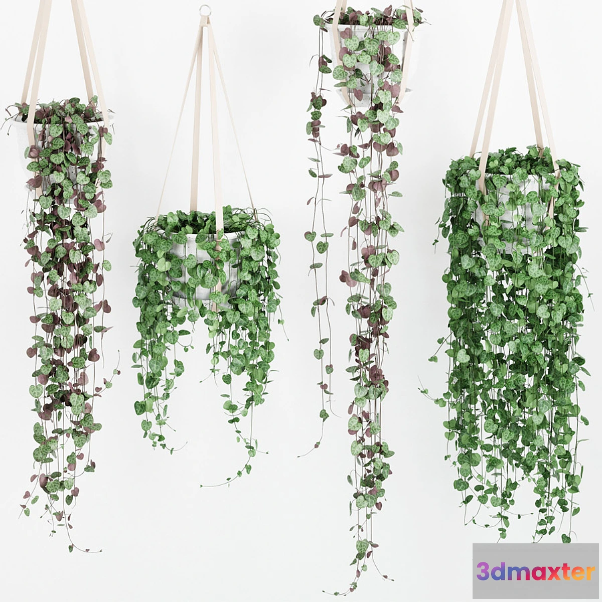 667239 - Tseropegiya 1