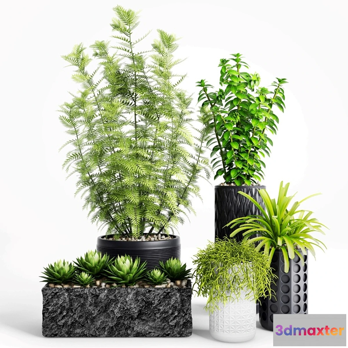 667307 - Plants and Planters _ 5