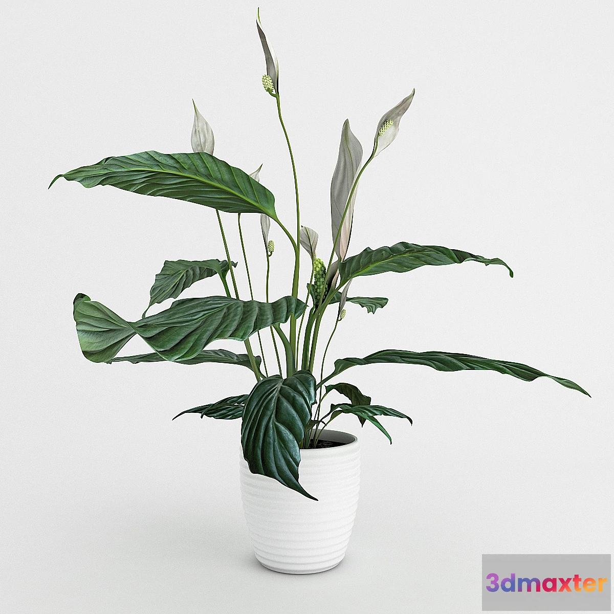 667381 - Spathiphyllum