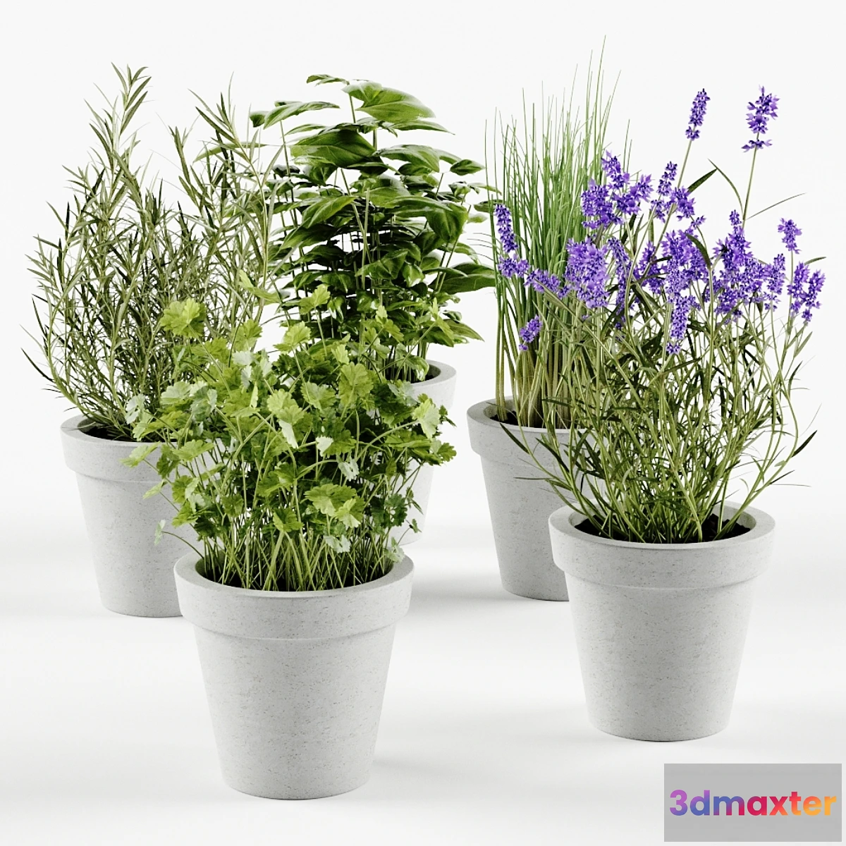 667407 - Herbs in concrete pots