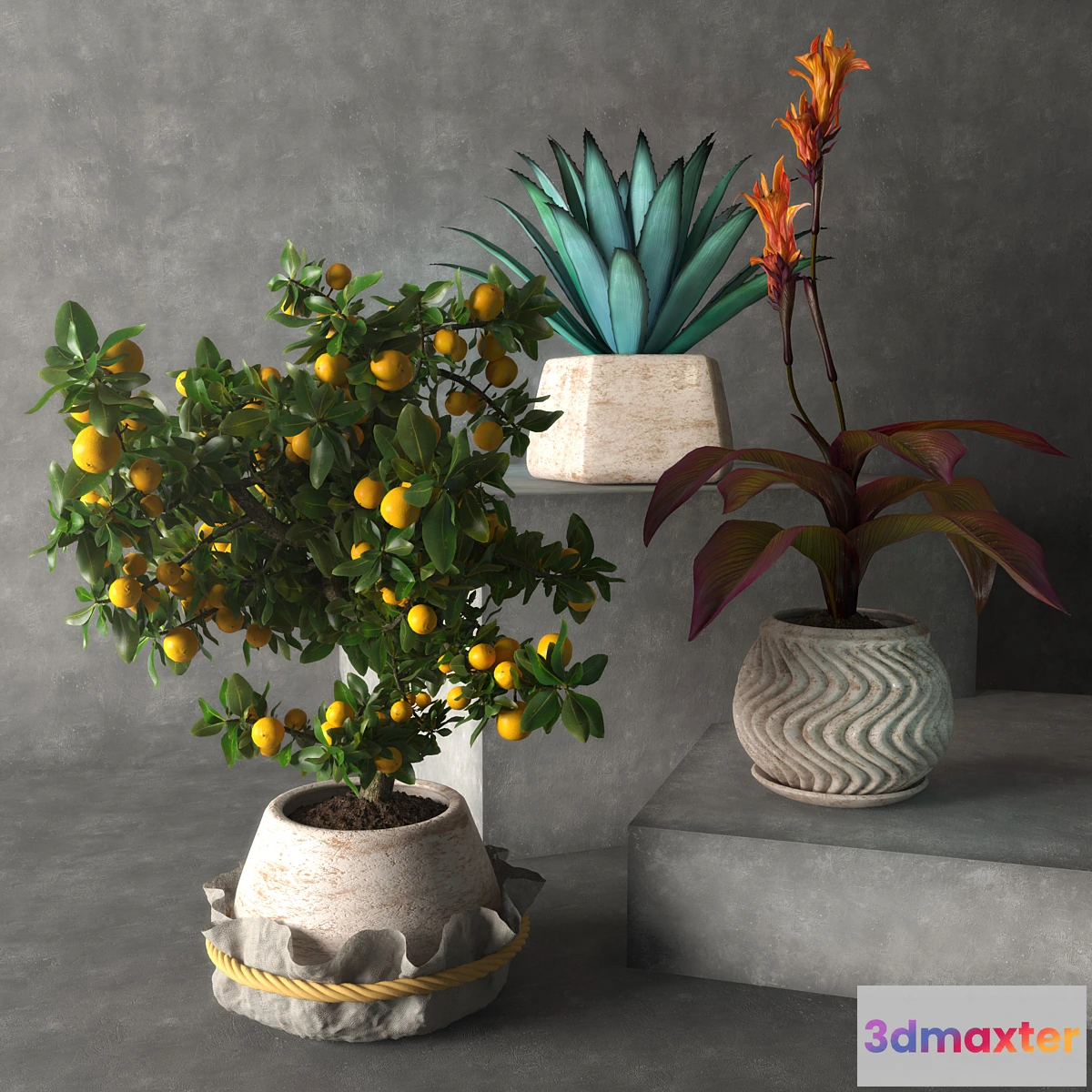 671947 - Tropical plants