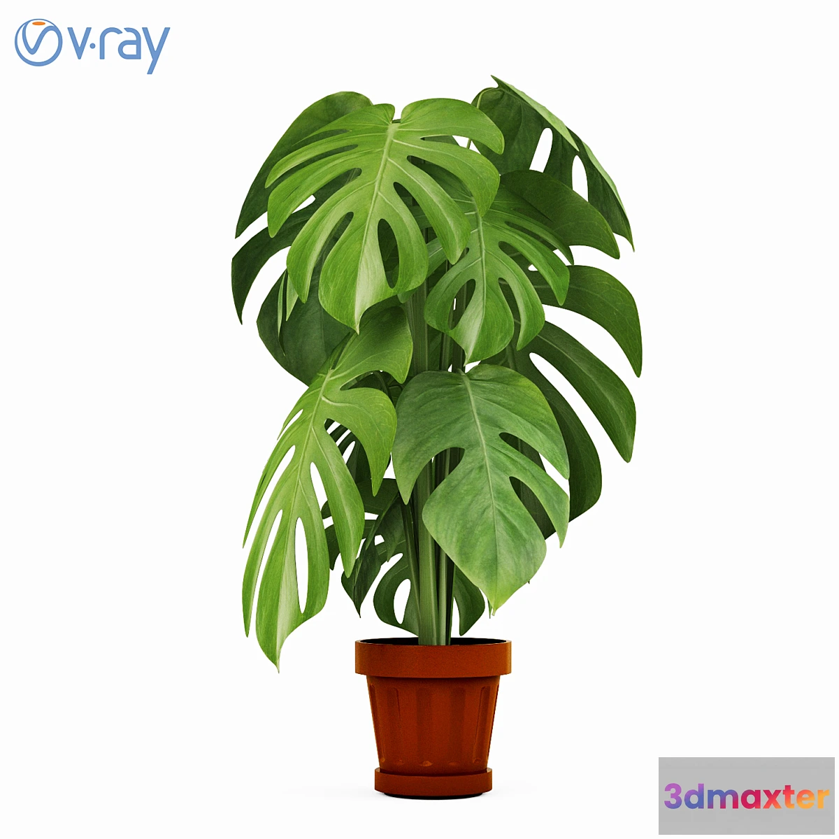 671955 - Monstera Plants 2