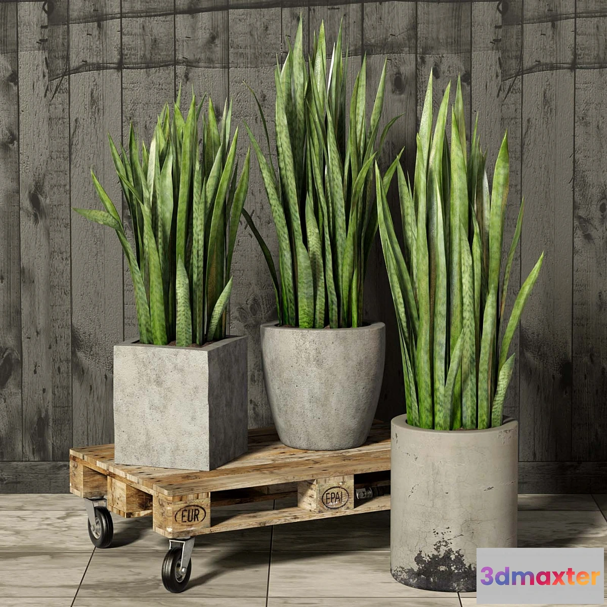 671991 - Sansevieria