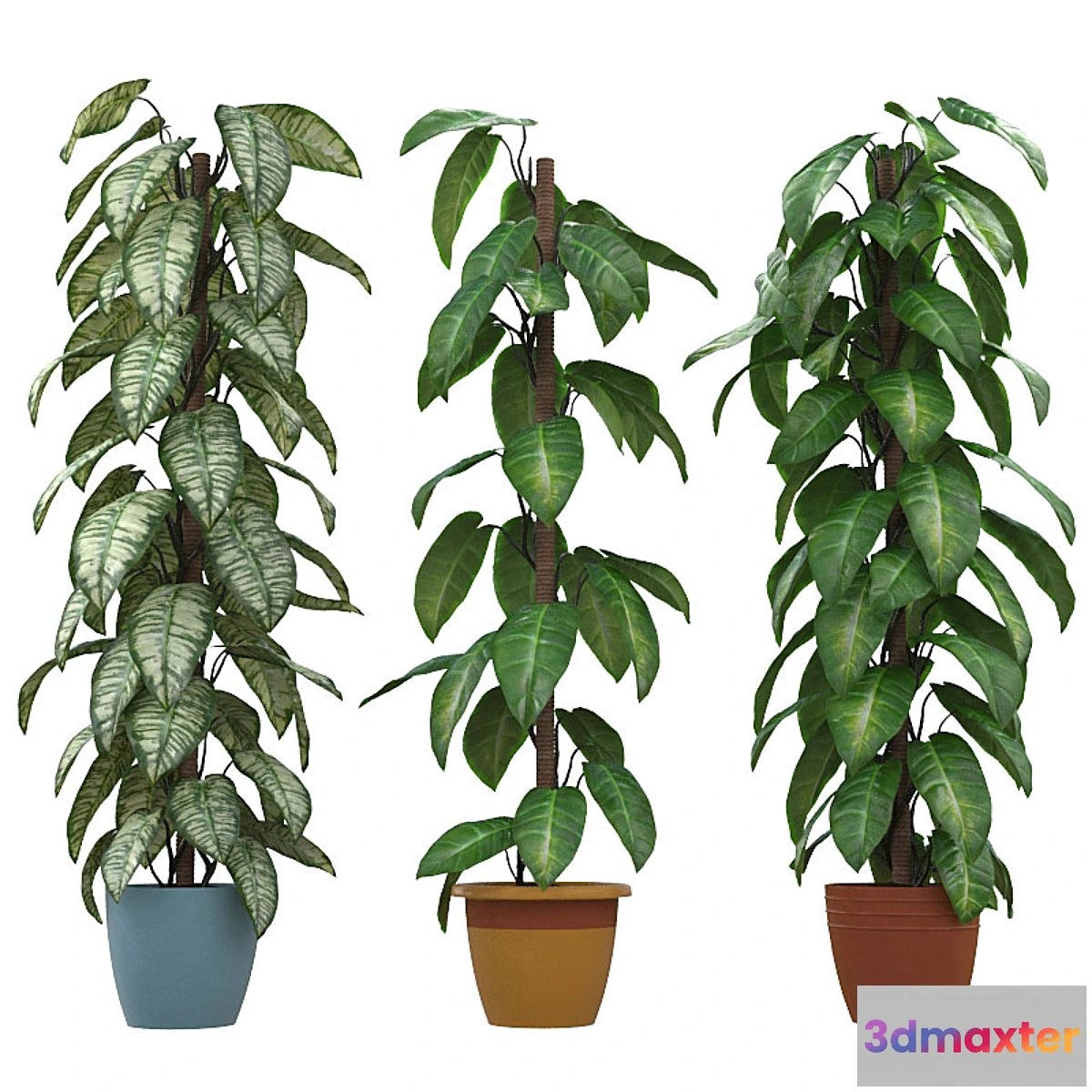 672003 - Philodendron