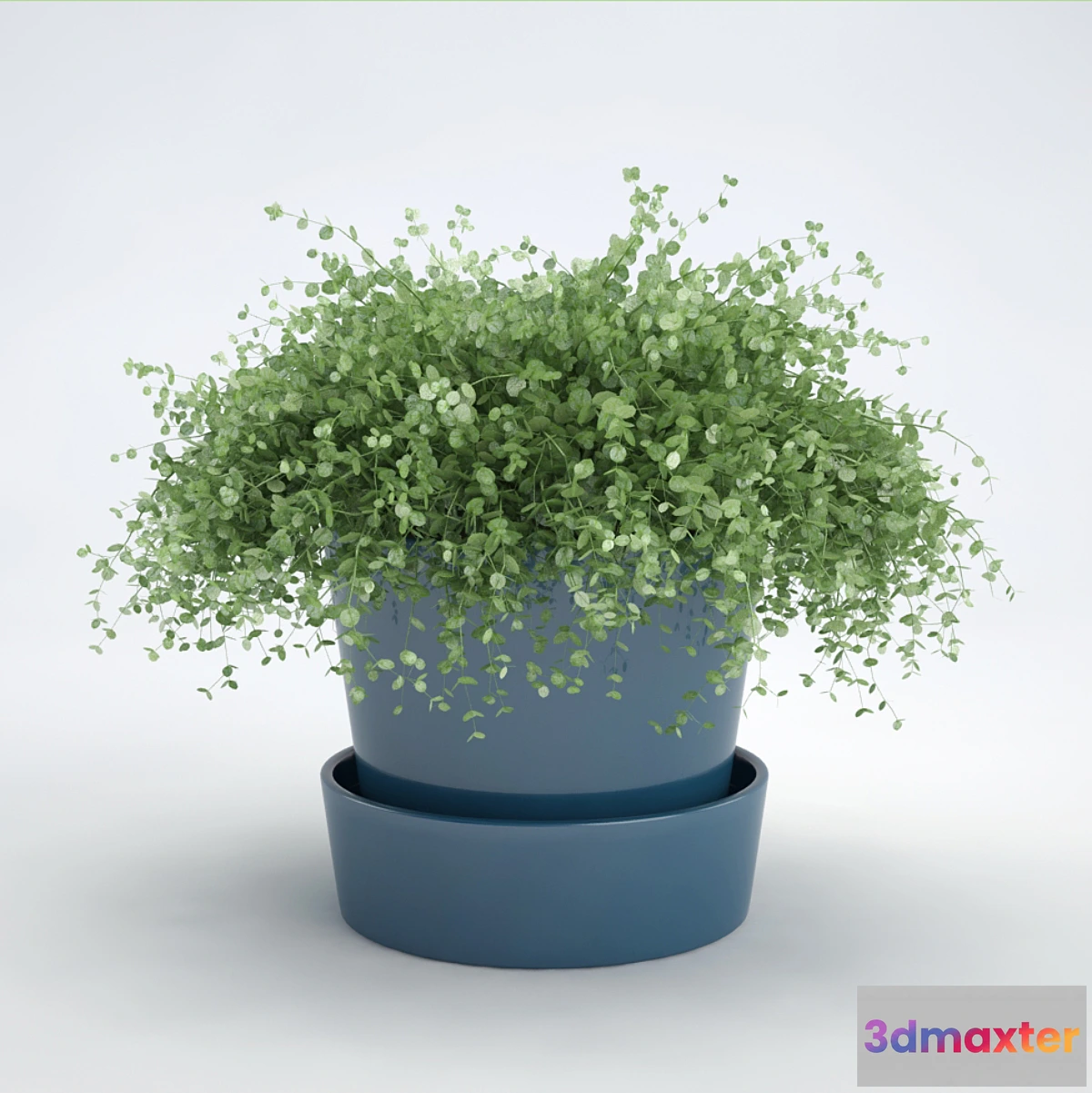 672021 - Soleyroliya