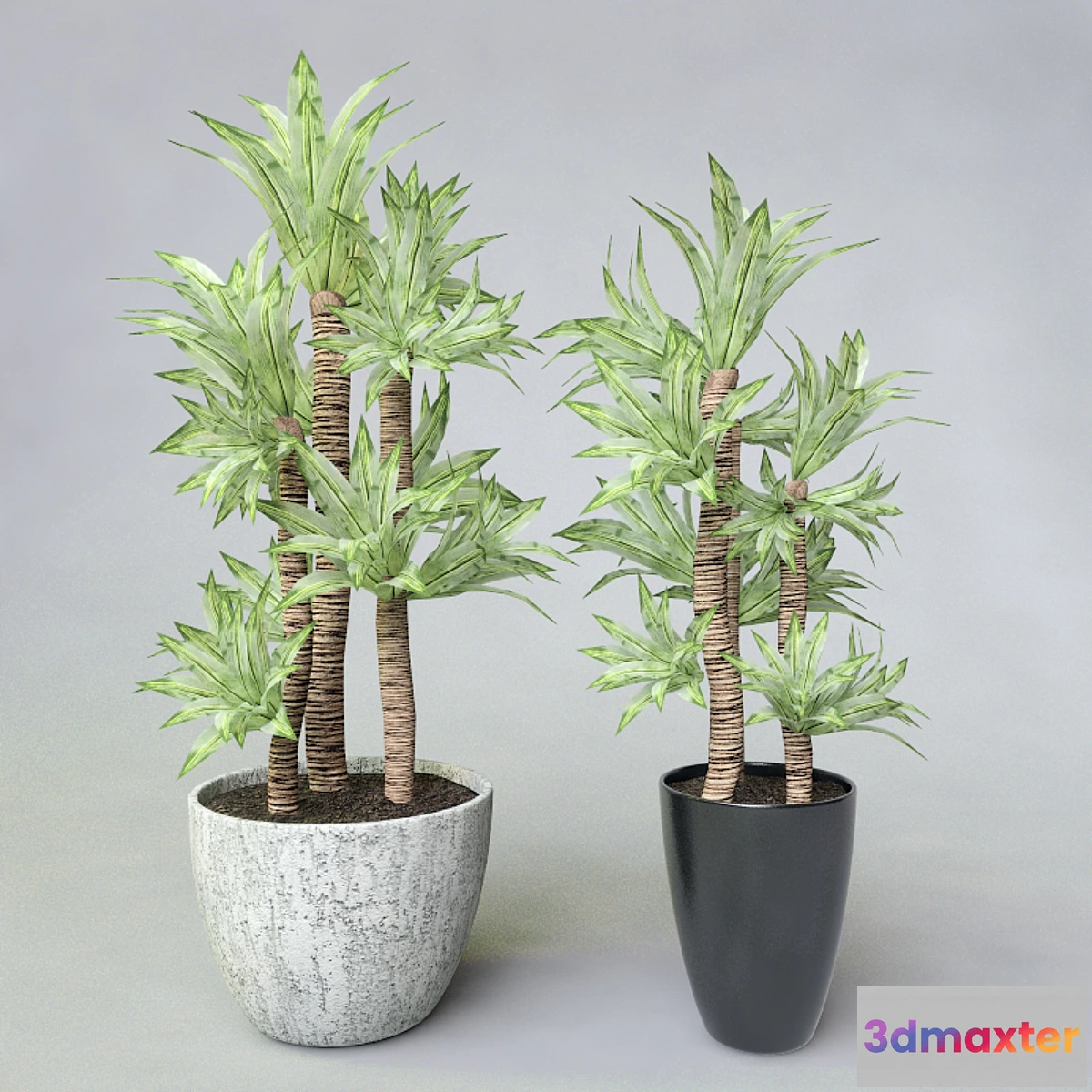 672023 - Potted plant