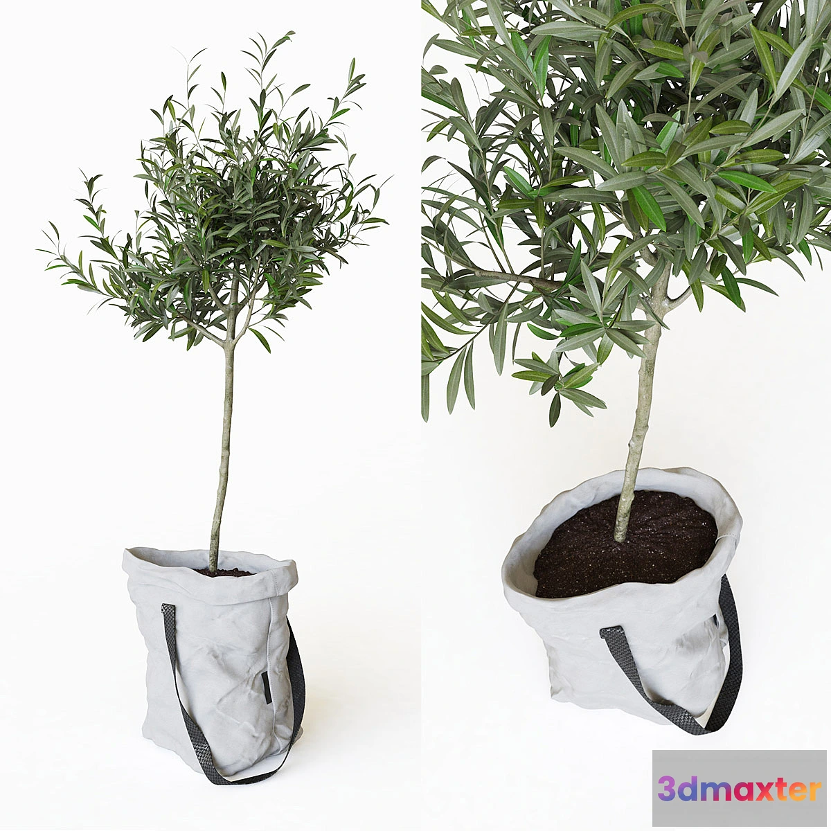 672039 - Olive tree in bag - No.2