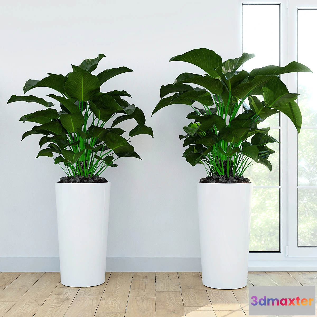 672059 - Philodendron  Congo