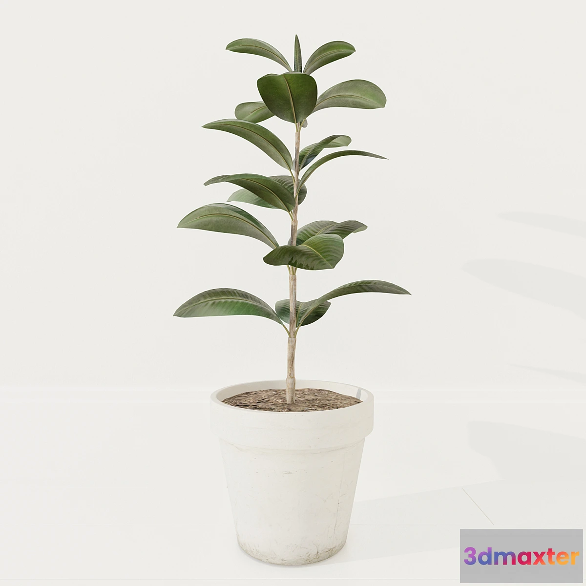 672077 - Ficus plant