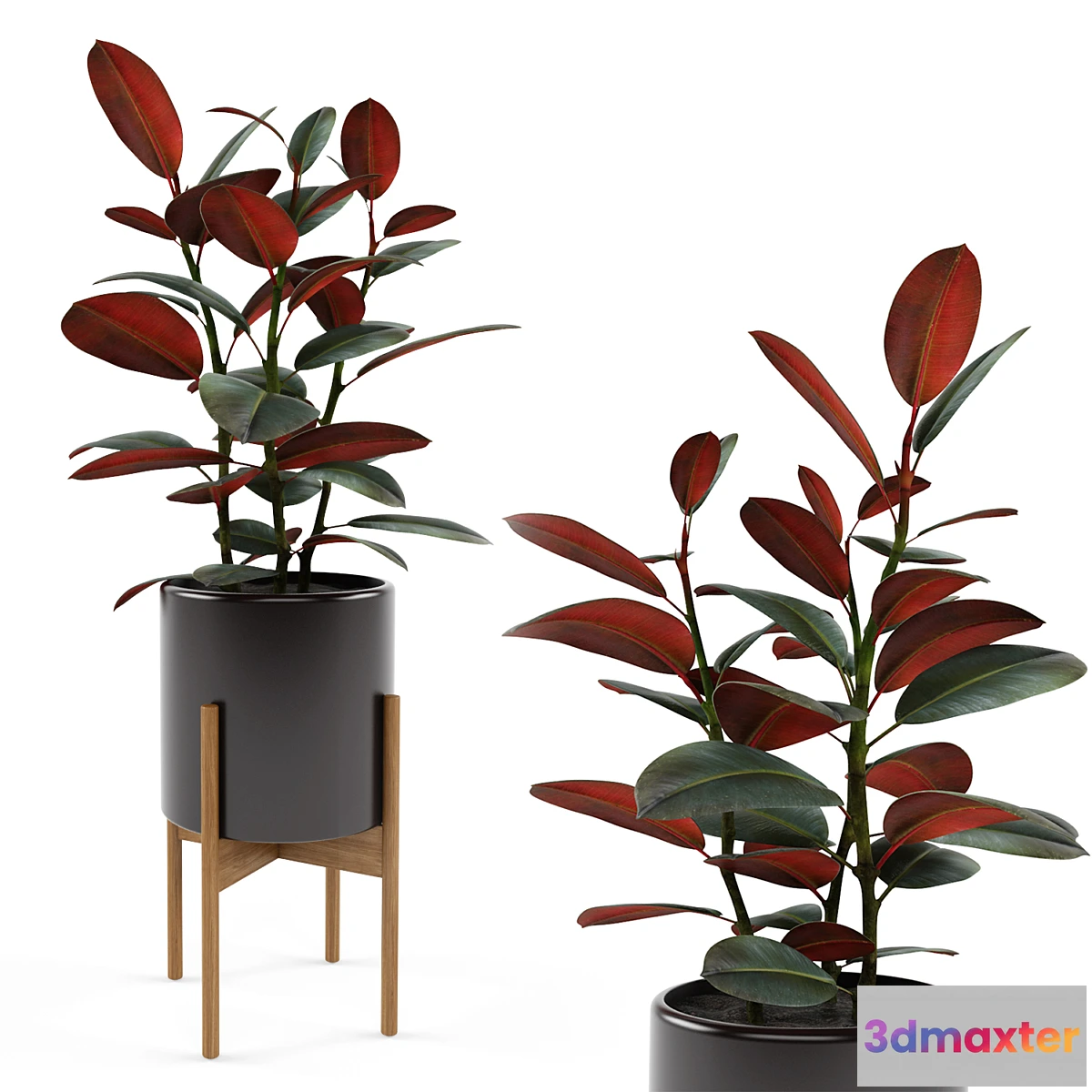 672111 - Ficus elastica Black Prince - No.2