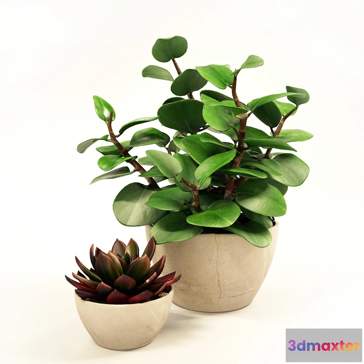 672163 - Set tsvetov5