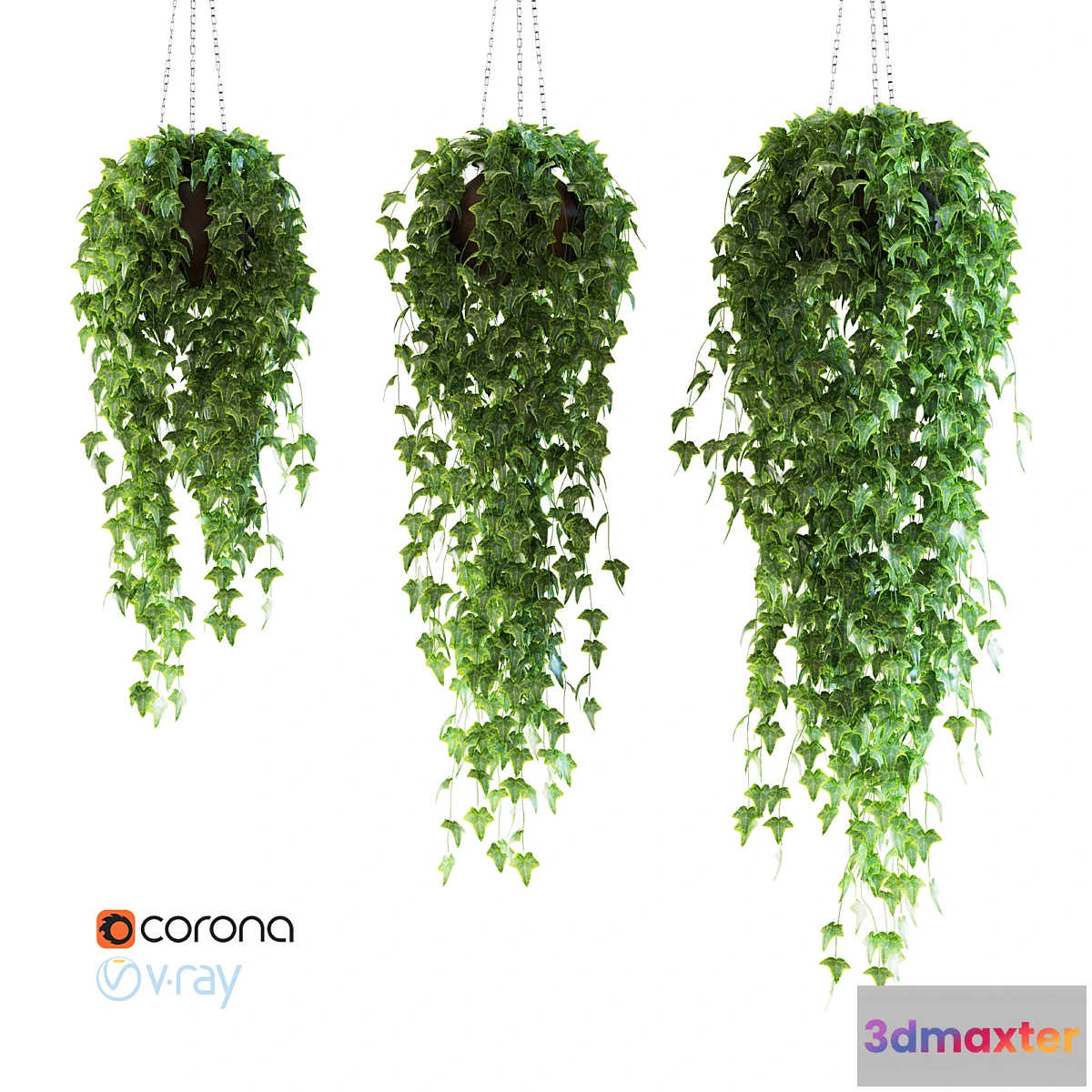 672173 - Ivy in a pot on the circuit