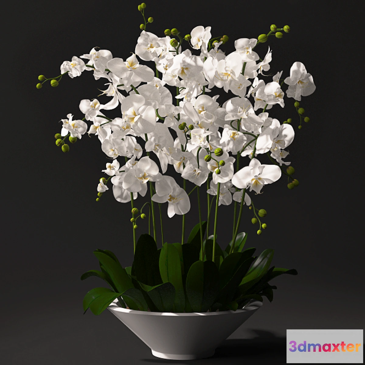 672179 - Orchid arrangement