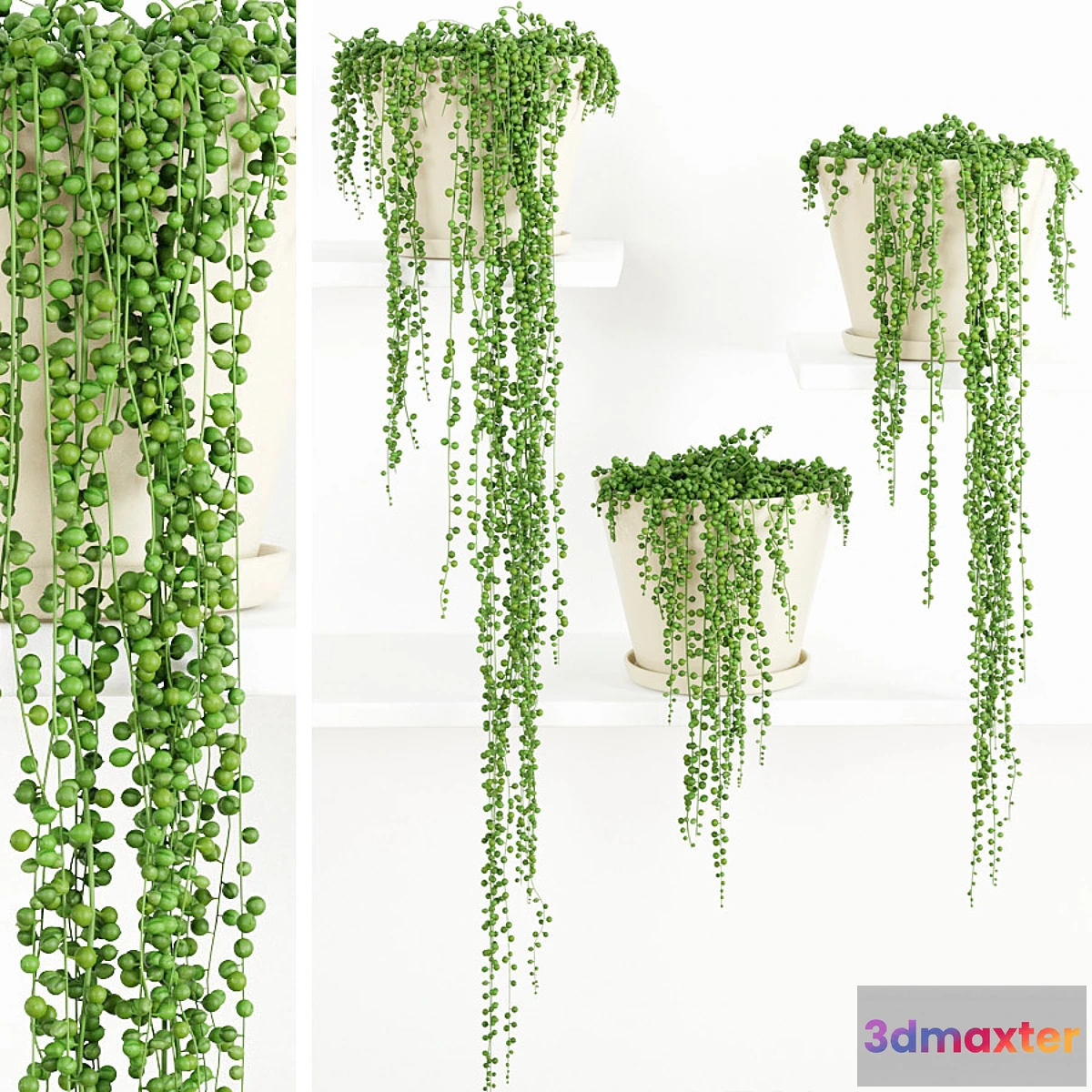 672181 - String Of Pearls Plant 2