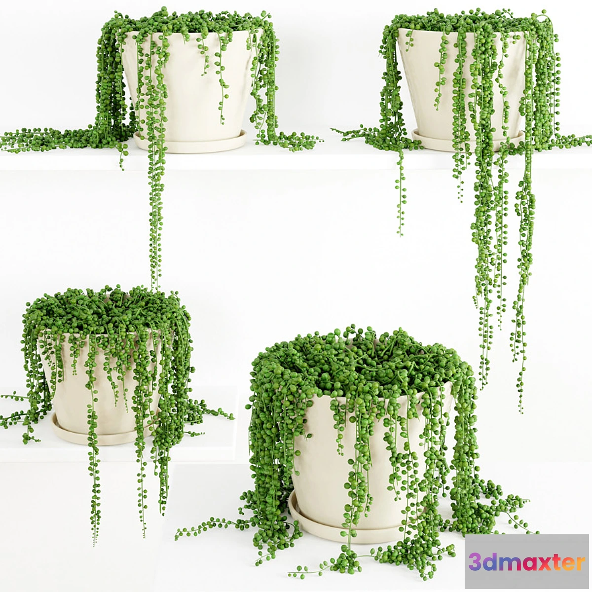 672189 - String Of Pearls Plant 3