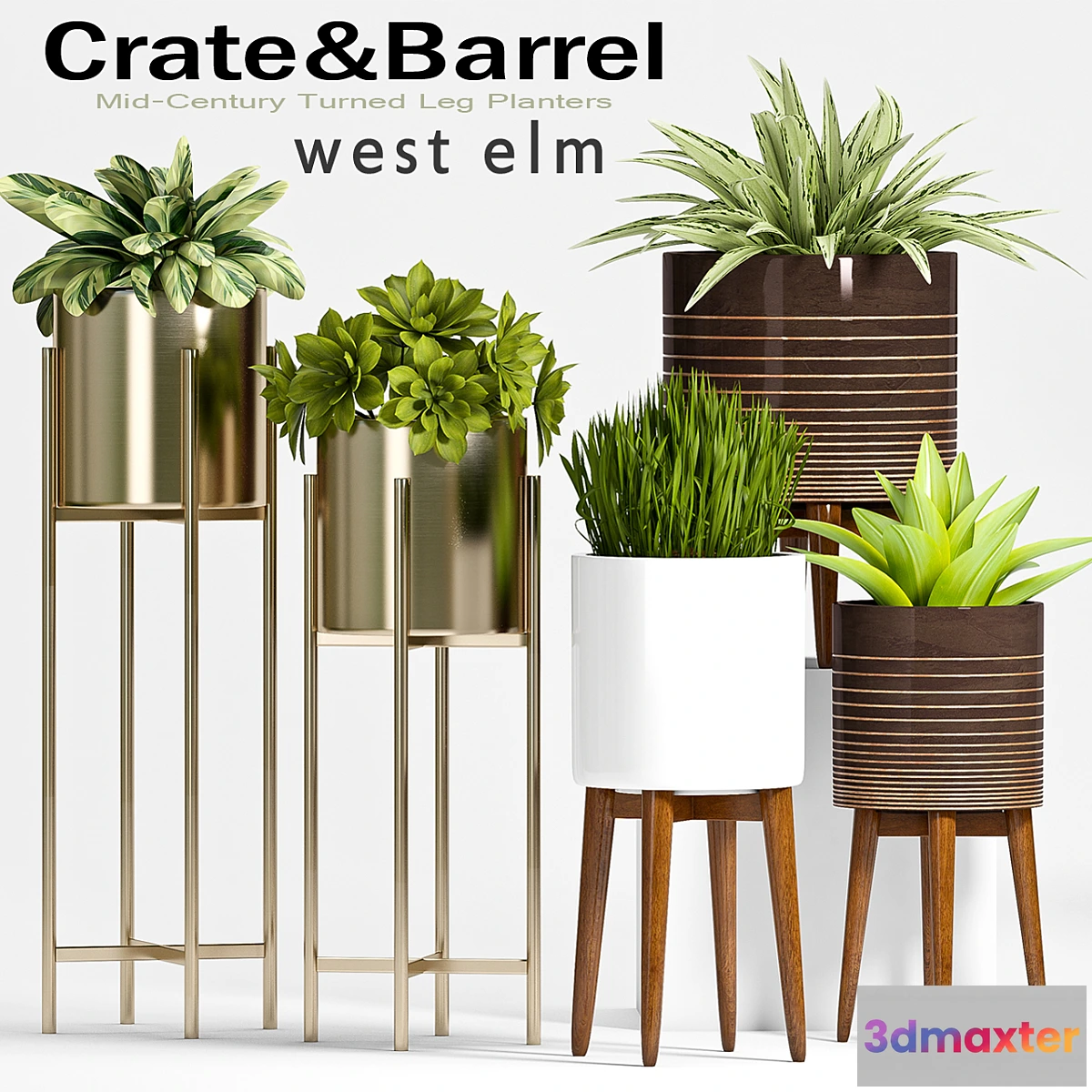 672203 - PLANT SET -61