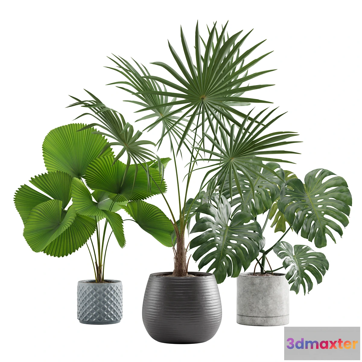 675697 - Indoor Plants Pack 09