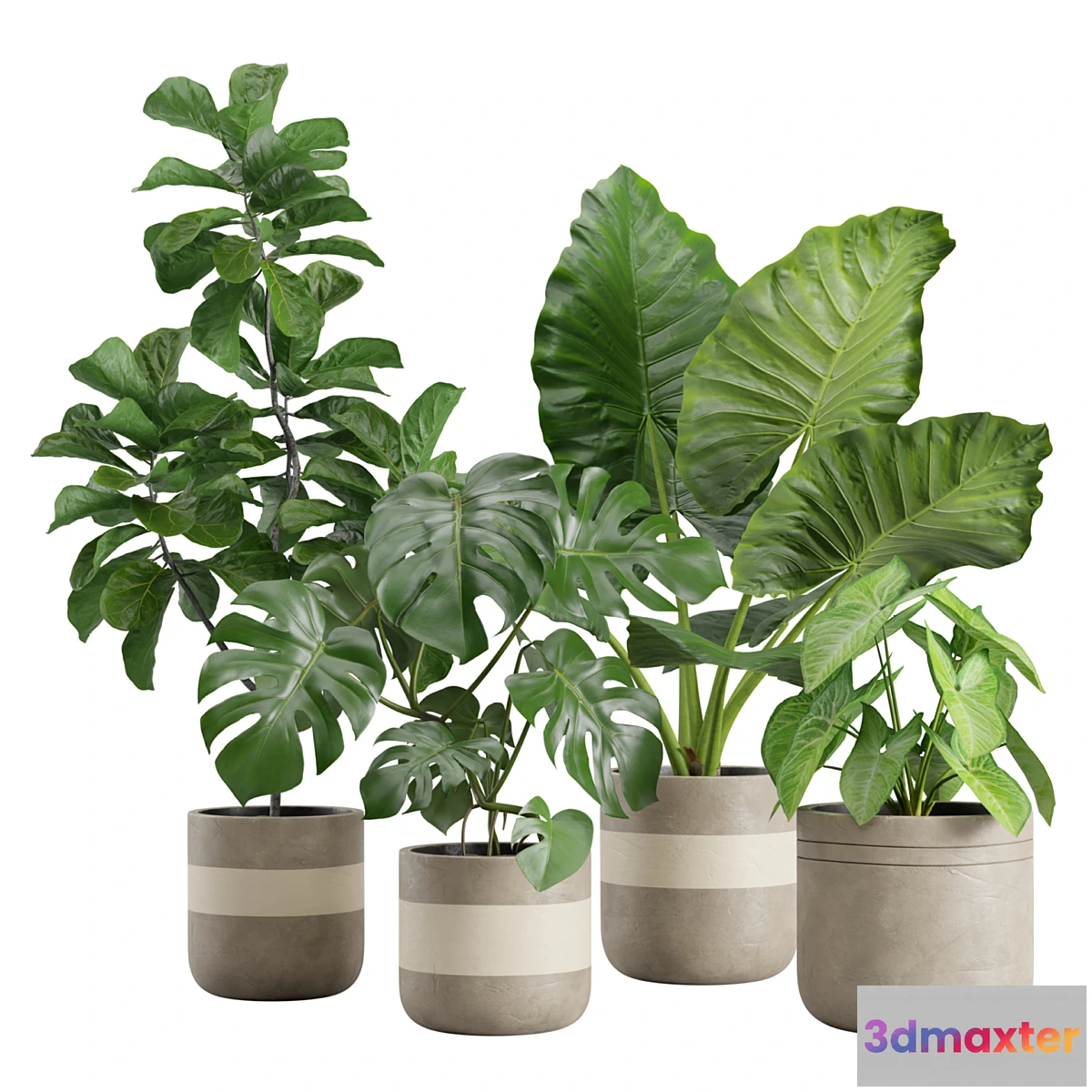 675727 - Indoor Plant Pack 21
