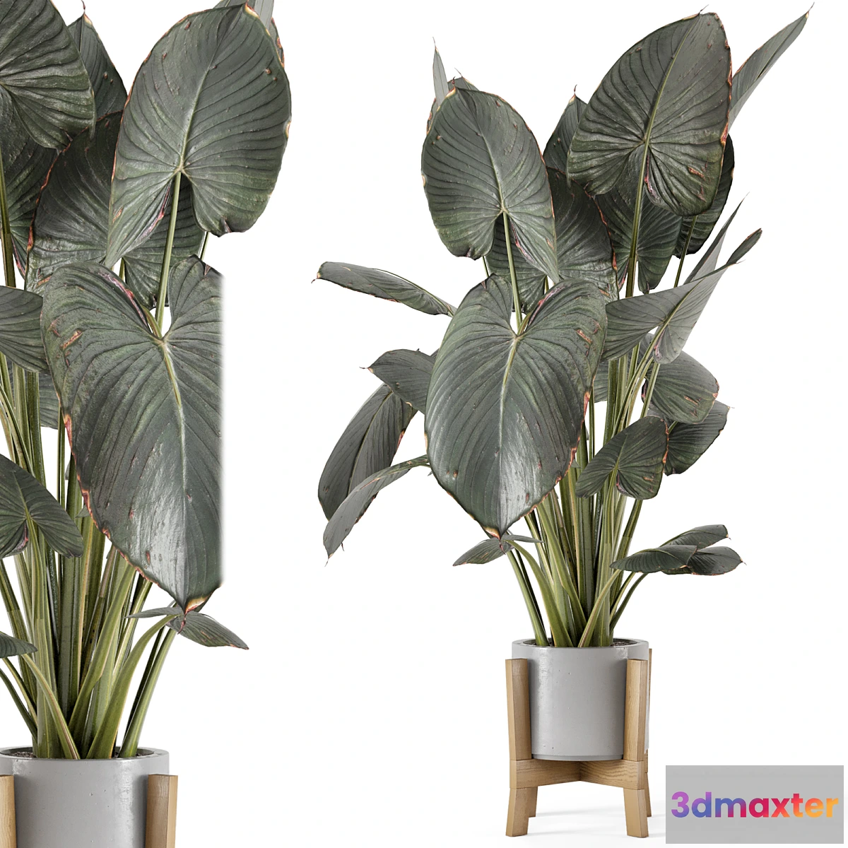 675729 - Indoor Plants in rusty Concrete Pot on Wooden Base - Set 890