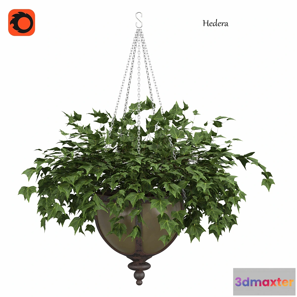 675731 - Ivy in a pot