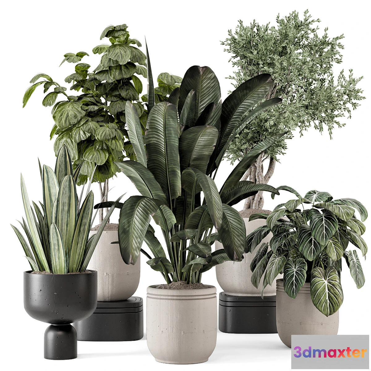 675737 - Indoor Plants in rusty Concrete Pot - Set 1286