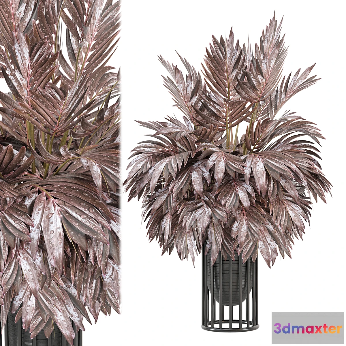 675743 - indoor Plants Collection - Set 882