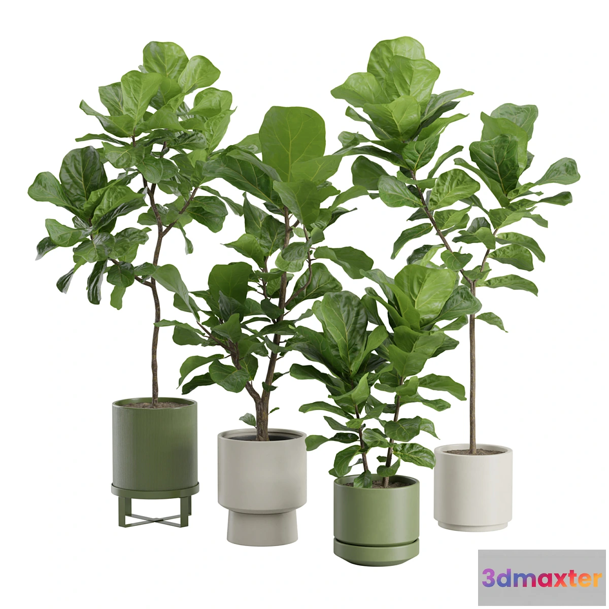 675817 - Ficus Lyrata Fiddle leaf
