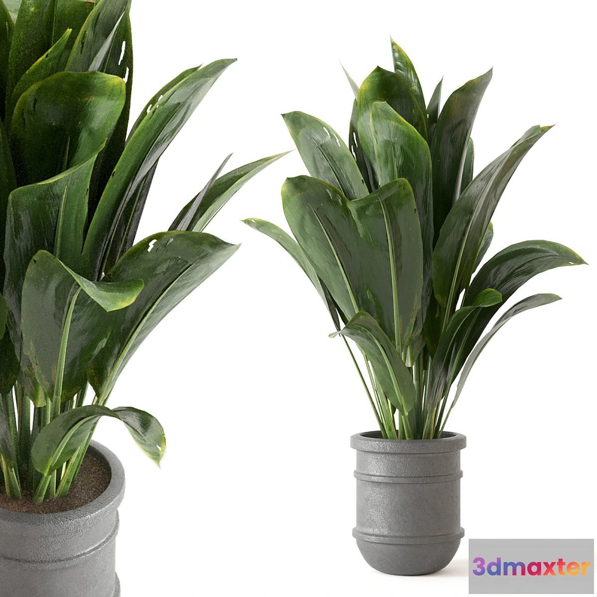 675855 - Indoor Plants Collection - Set 412