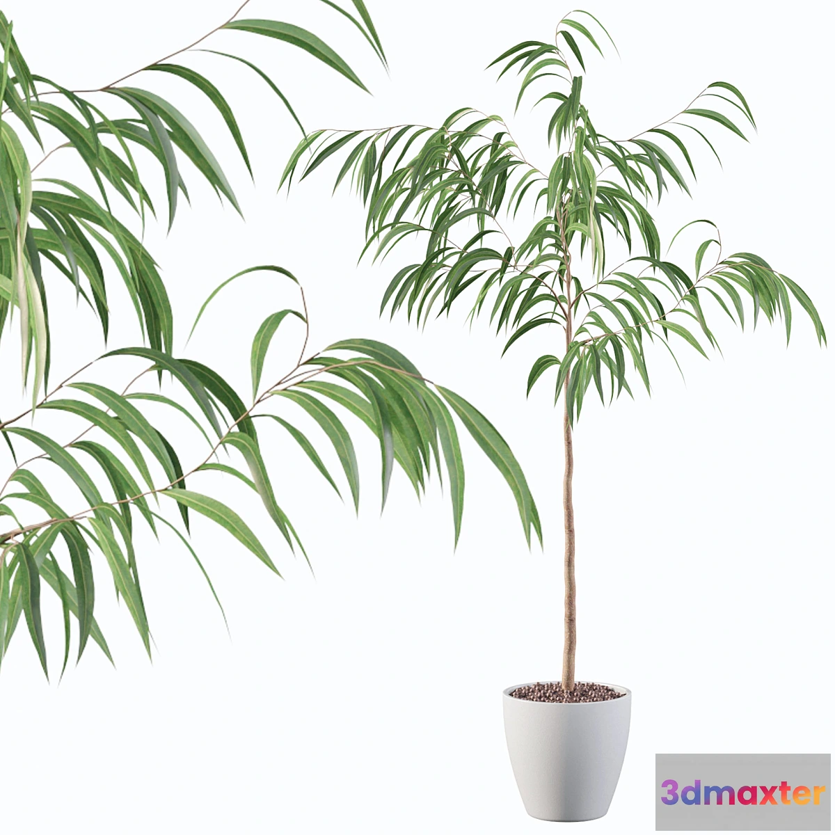 675883 - Plants collection 081 - ficus ali