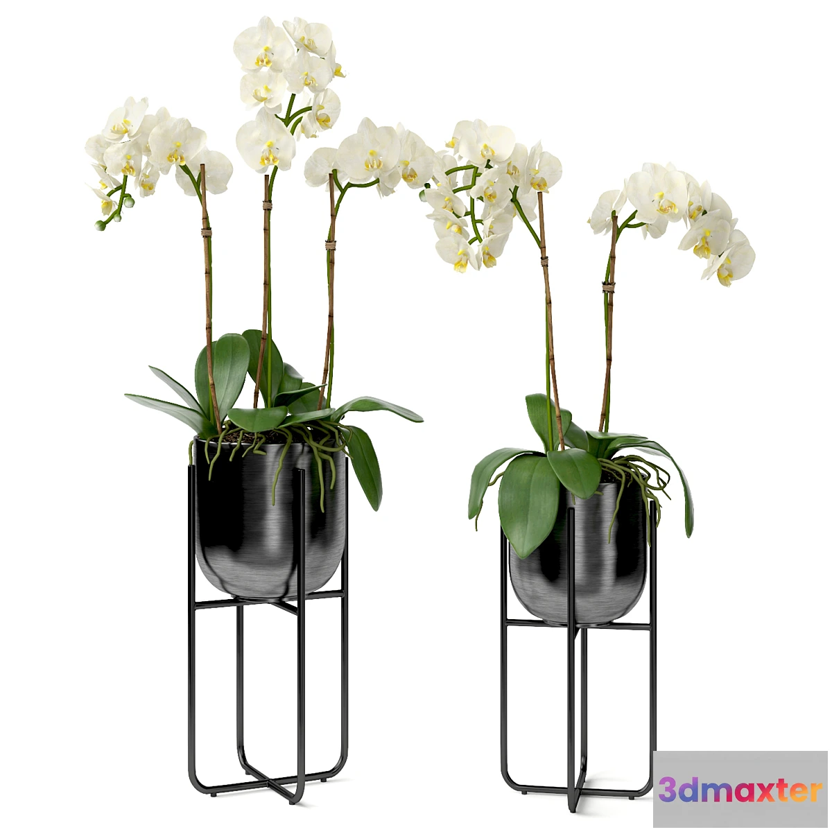 675889 - Orchid in a pot