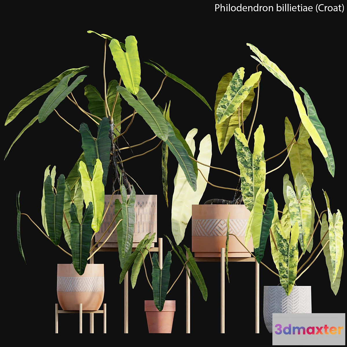687578 - Philodendron billietiae - Croat