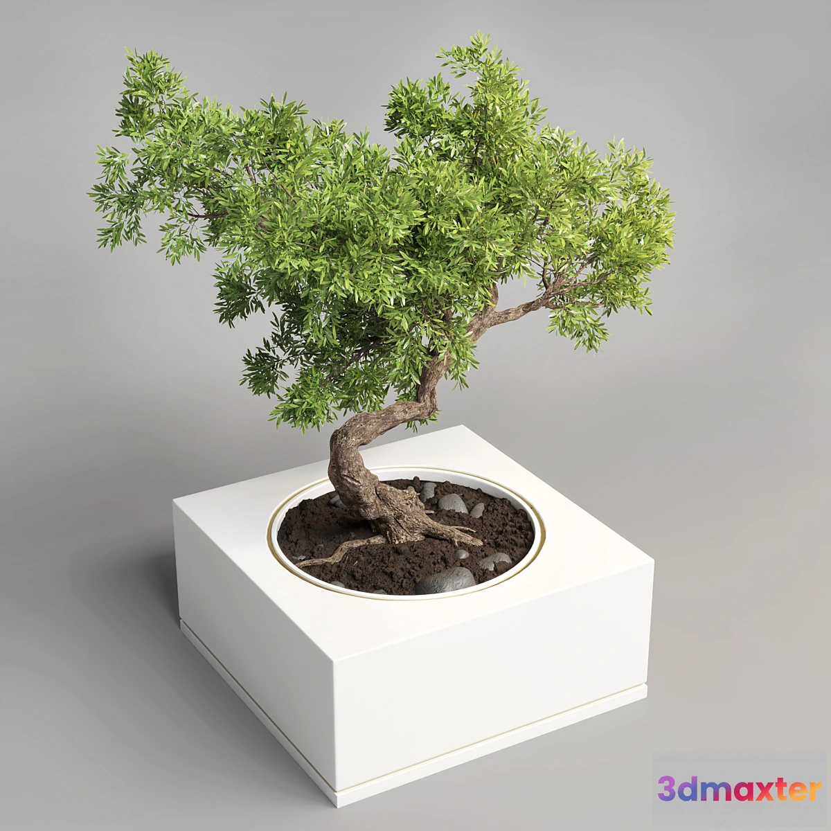 687580 - bonsai pot concrete vase